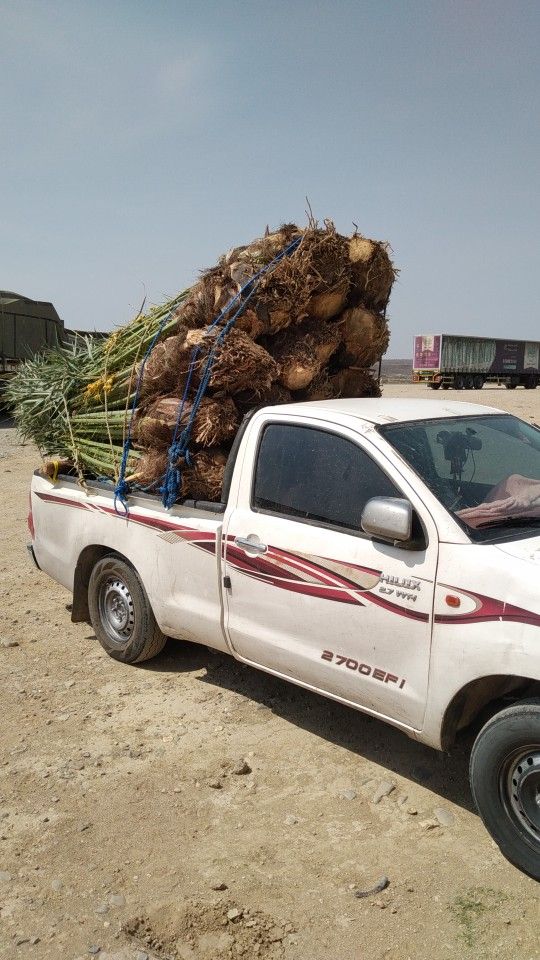 نخل للبيع0535254313