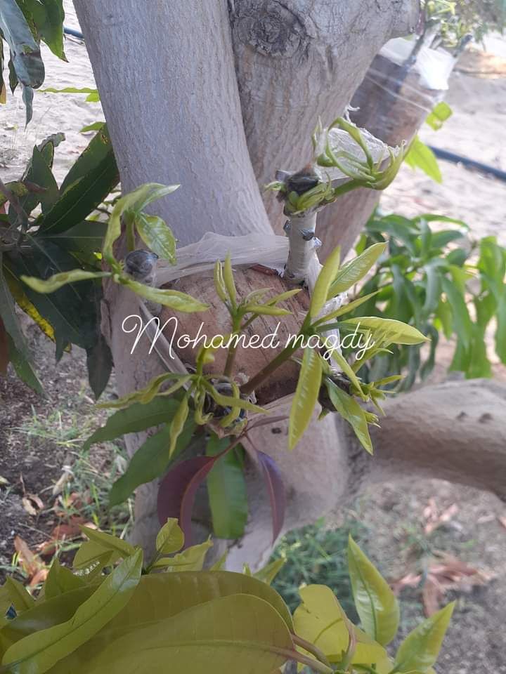 تطعيم وتلقليح أشجار المانجو