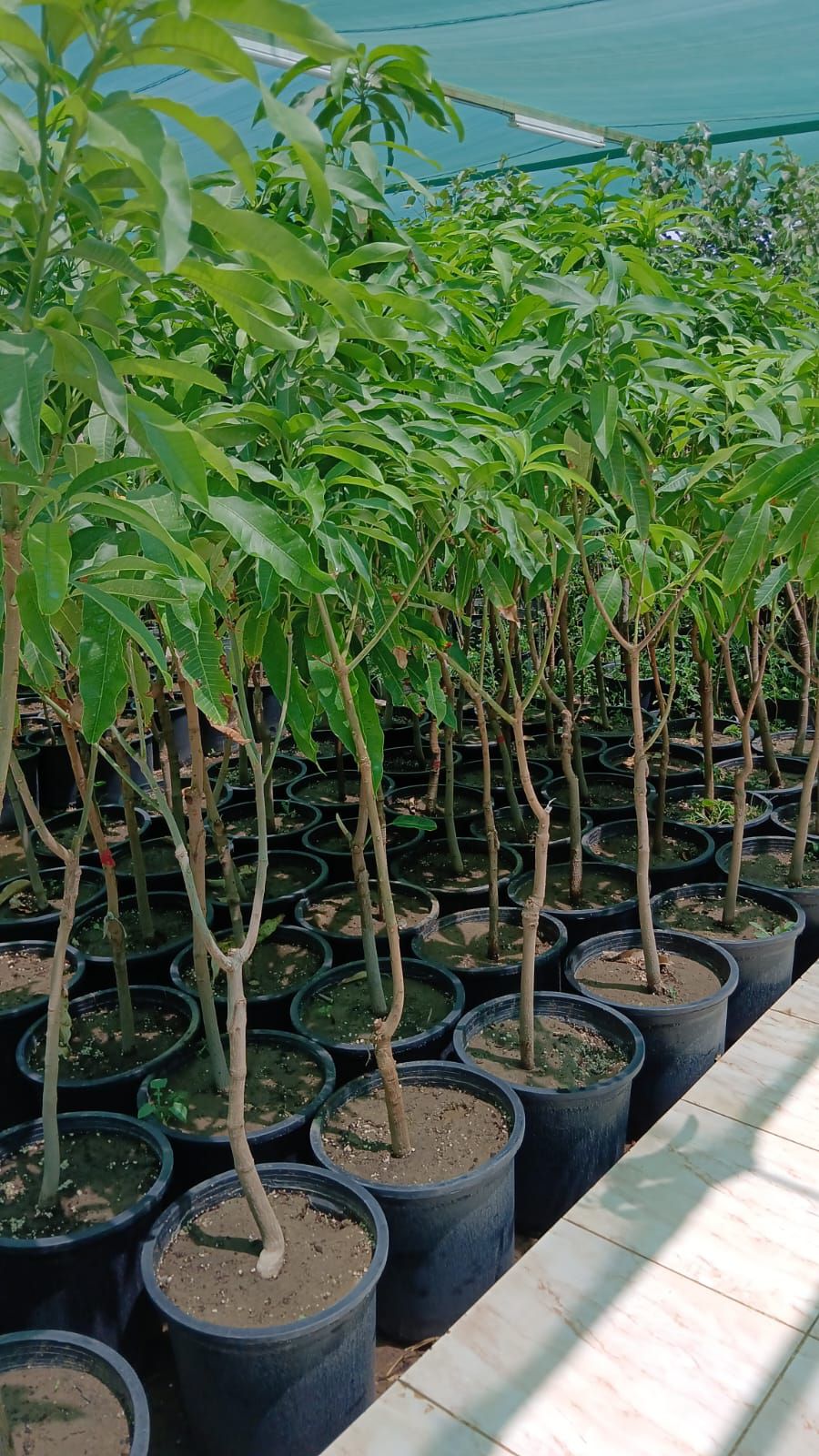 تكريب وتلقيح النخيل جده ومكه