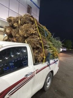 بيع جميع انواع انخيل0535254313