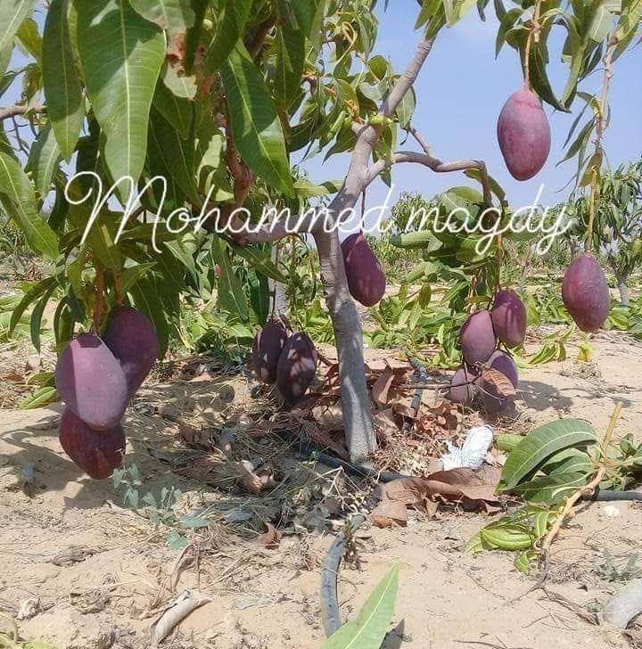 تقليم وتطعيم اشجار المانجو