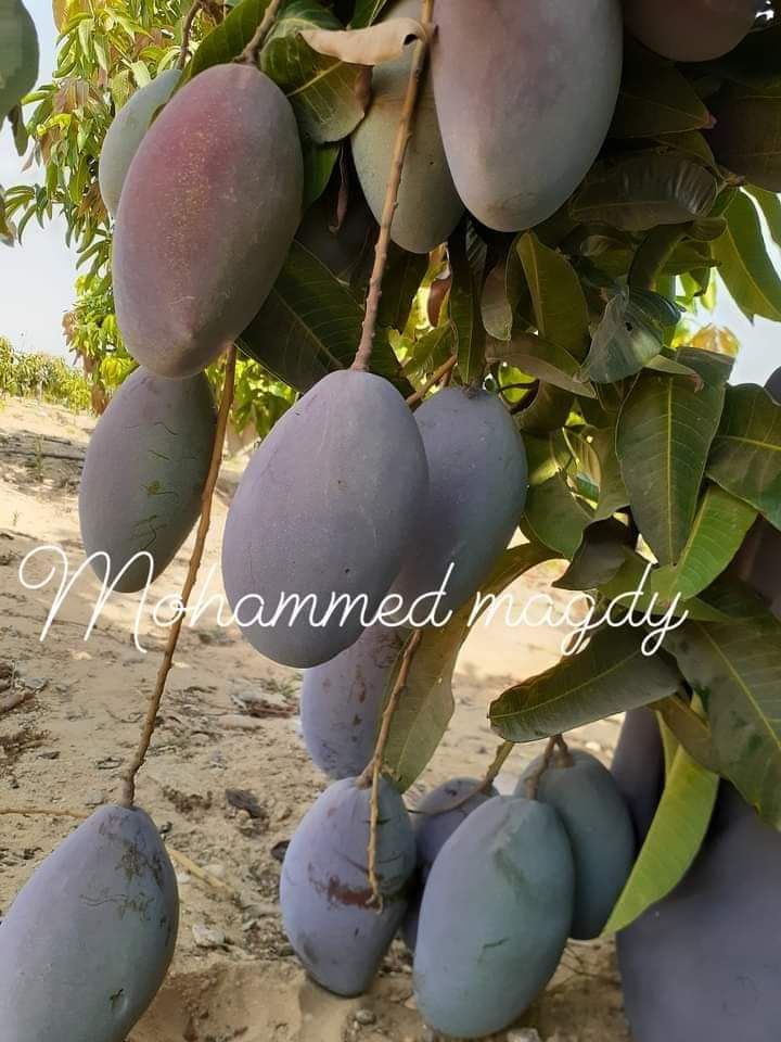 تطعيم وتلقليح أشجار المانجو