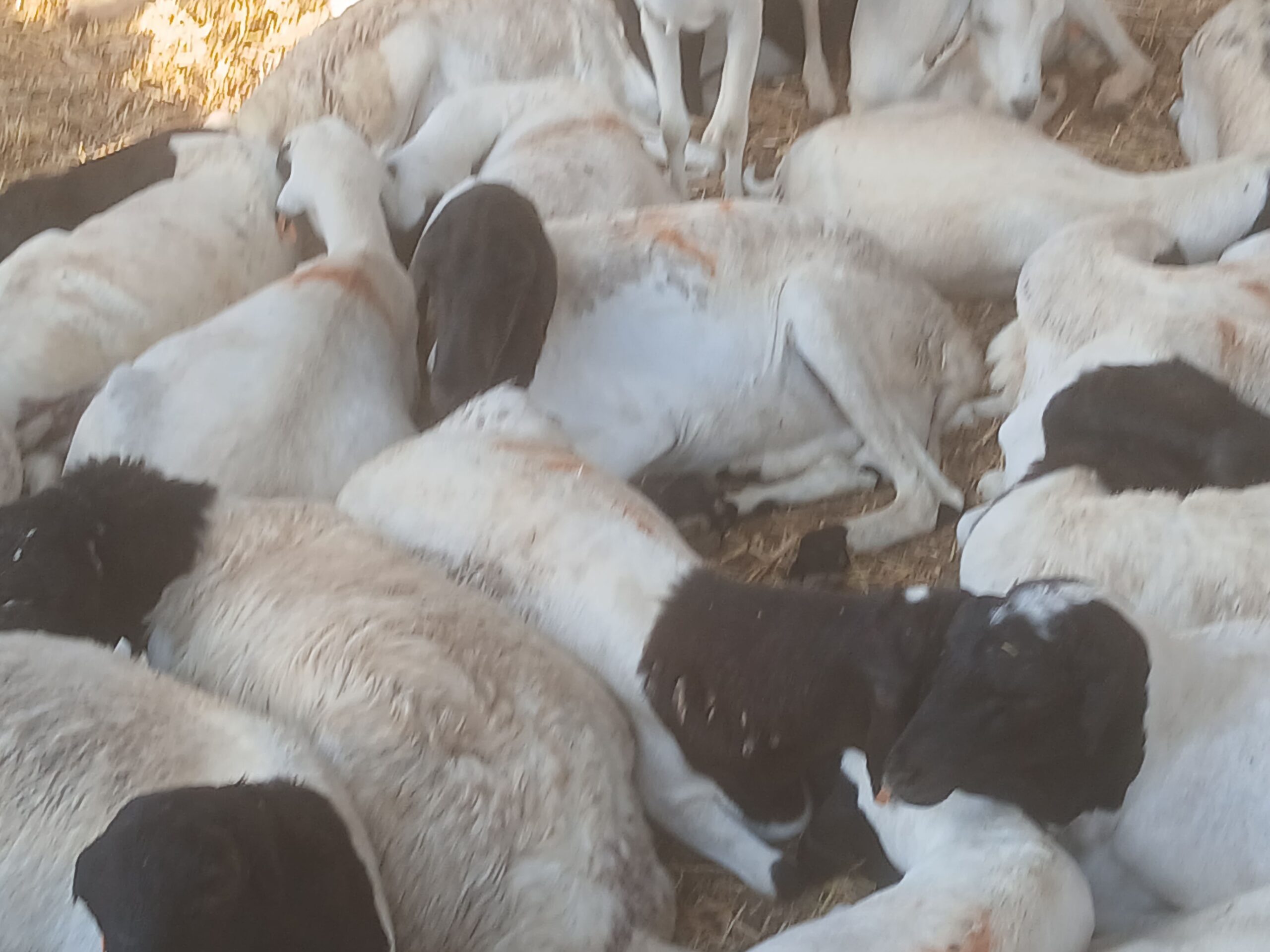 تبوك الصناعيه حراج الابل