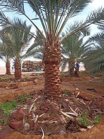 بيع وتوصيل انخل الاجميع المحافضات0535254313
