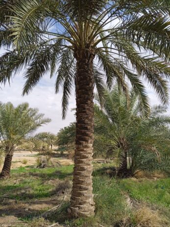 نخل