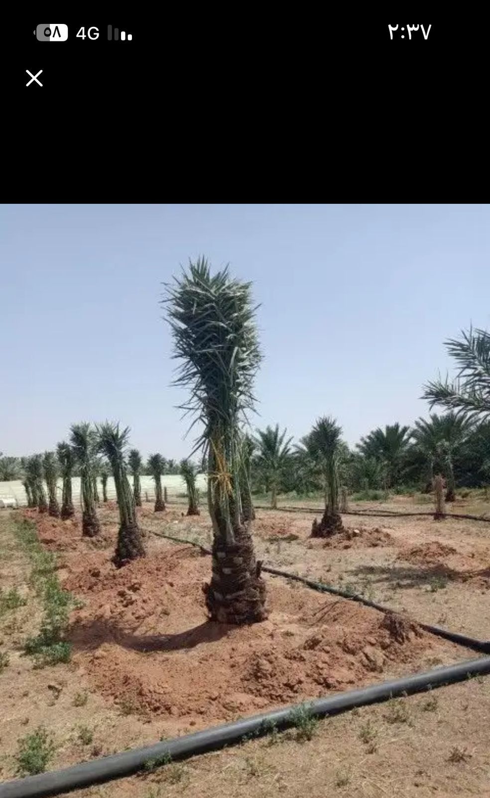 ابو اصيل لتوريد جميع انواع انخيل