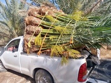 نخل للبيع طالع بيشه0535254313