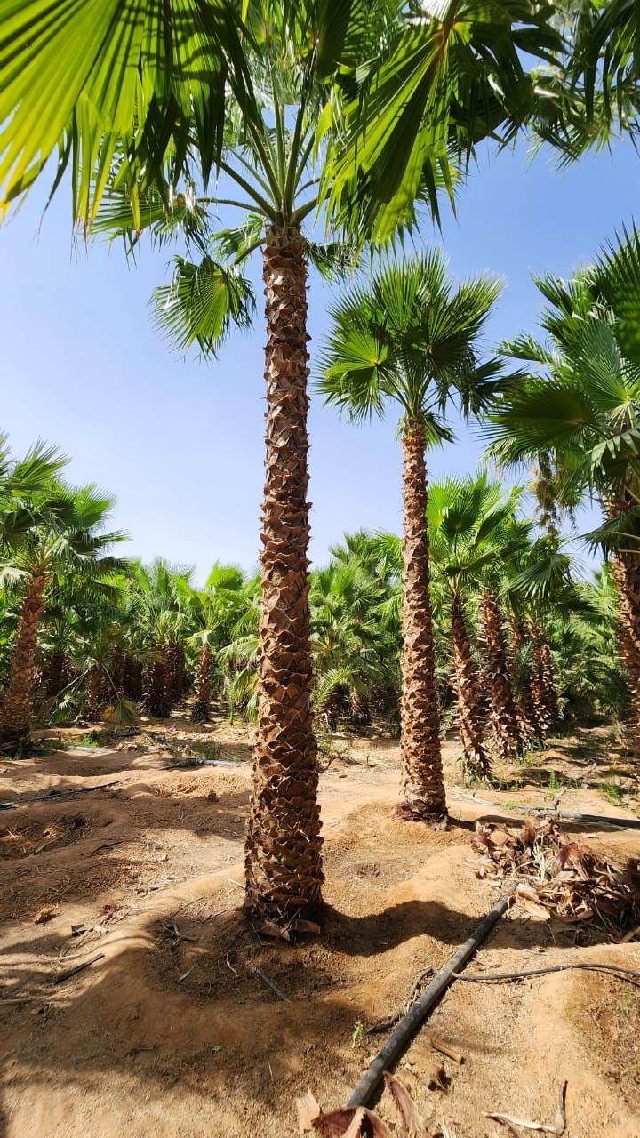 زراعه نخيل العربي والواشنطني وتركيب سياج الشبك ‏‪0