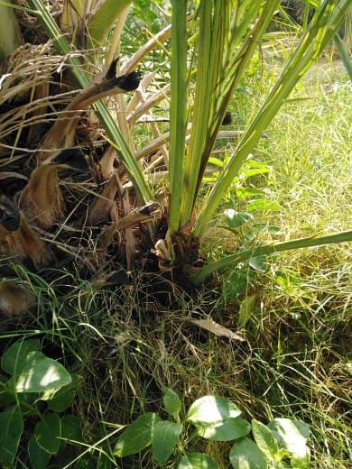 ابو تركي لتوريد جميع انواع النخيل