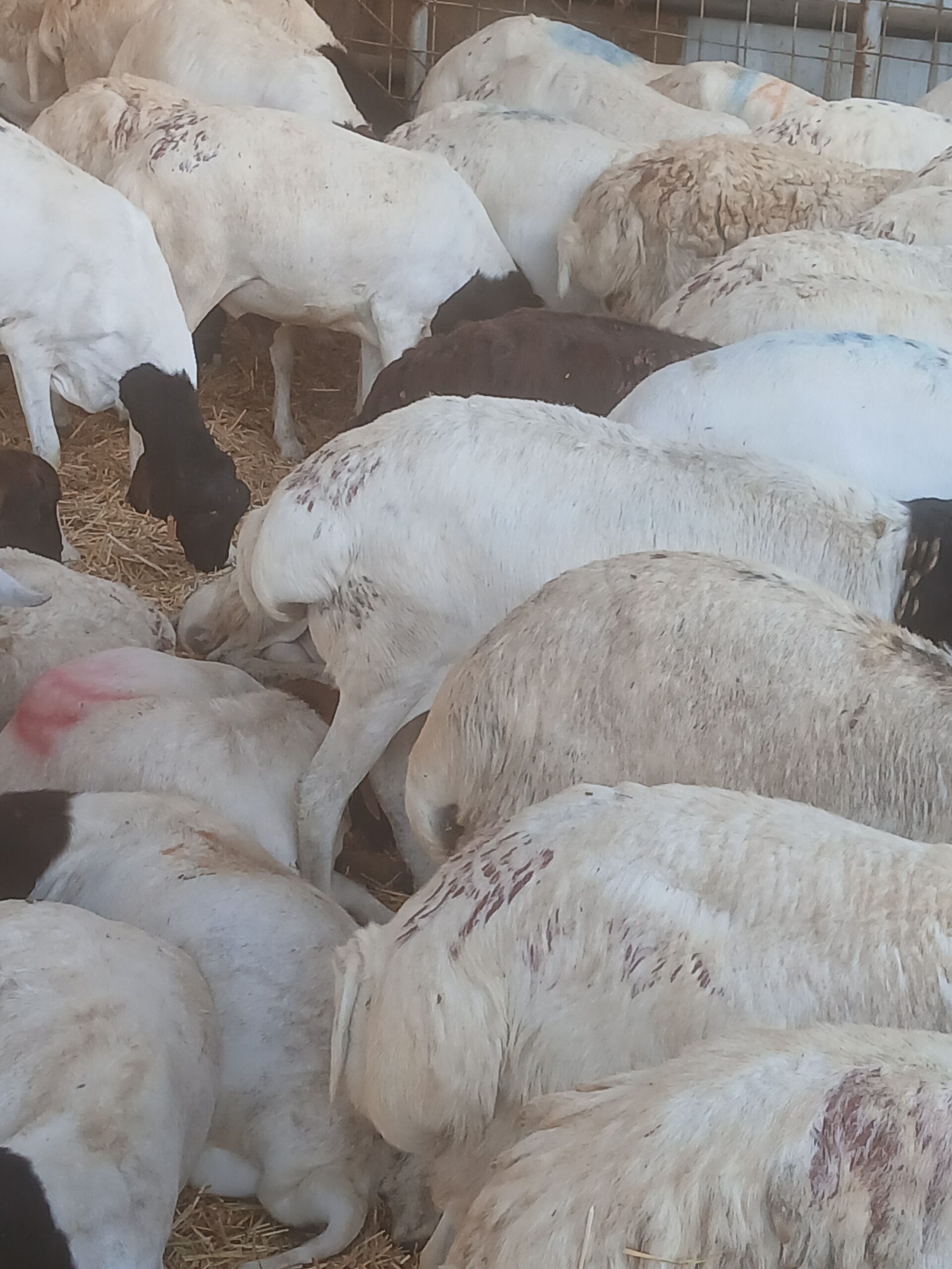 تبوك الصناعيه حراج الابل