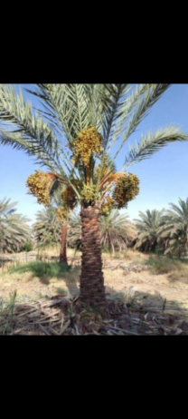 نخل اللبيع جميع انواعة ومقاساتة المختلفة نوصل جميع