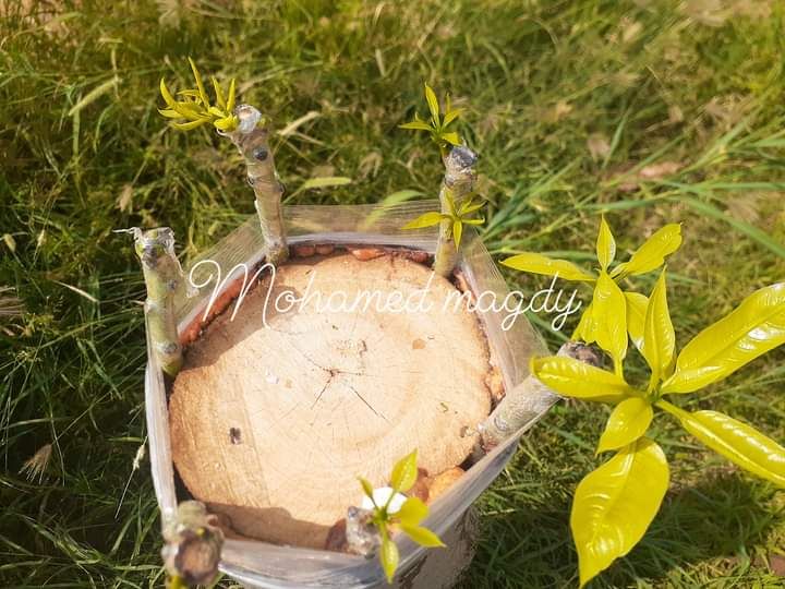 تطعيم وتلقليح أشجار المانجو