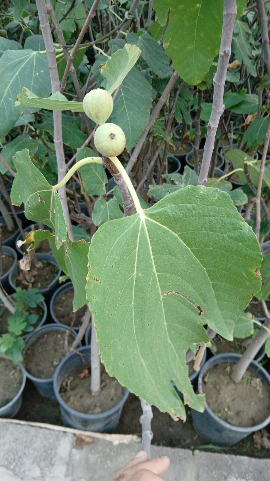 تكريب وتلقيح النخيل جده ومكه