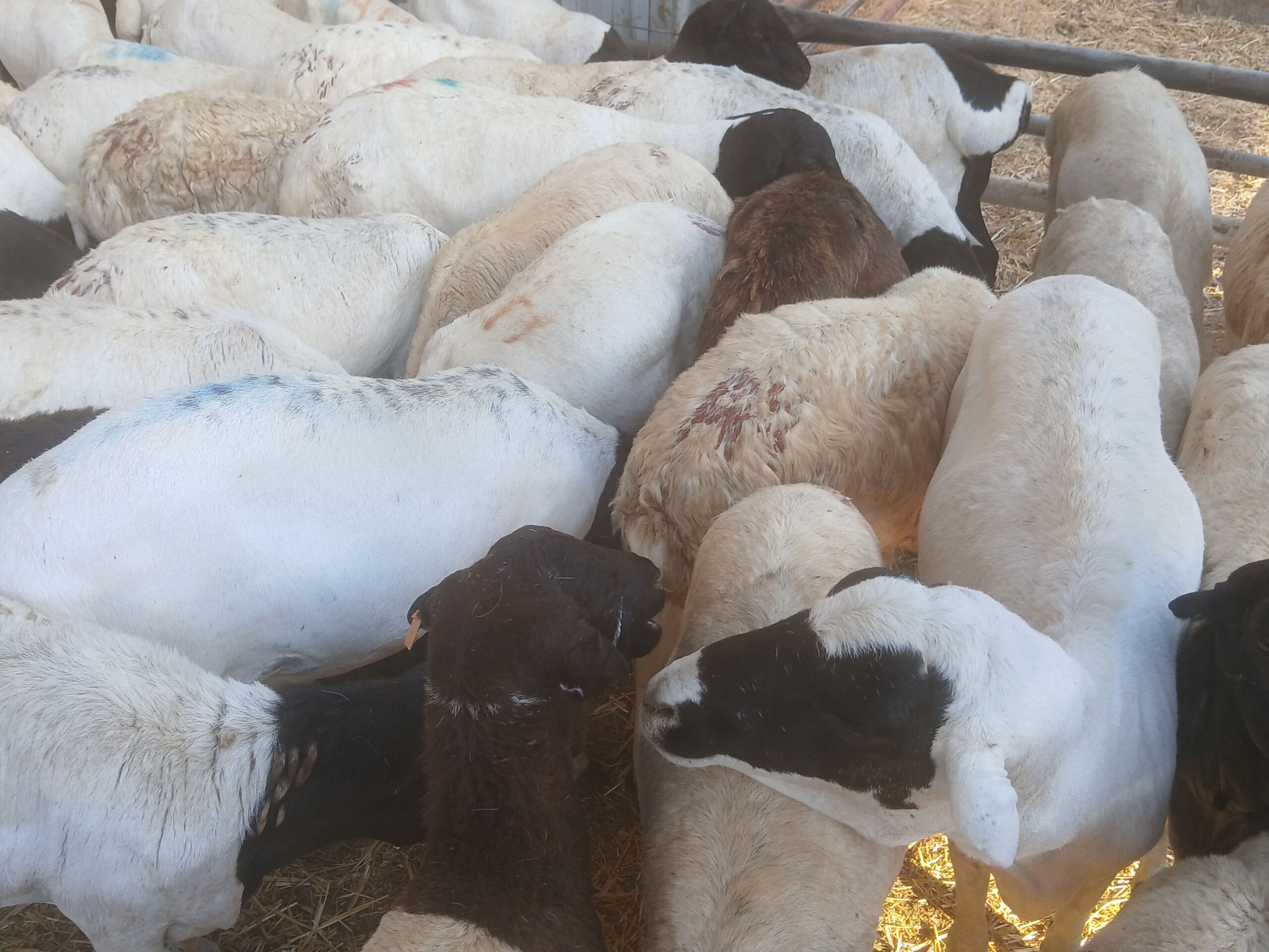 تبوك الصناعيه حراج الابل