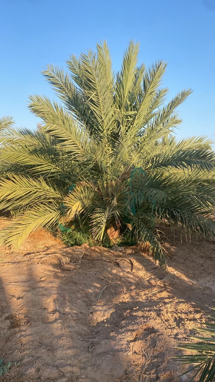 يوجد لدينا جثايث بالمقاسات المطلوبه ويوجد لدينا نق