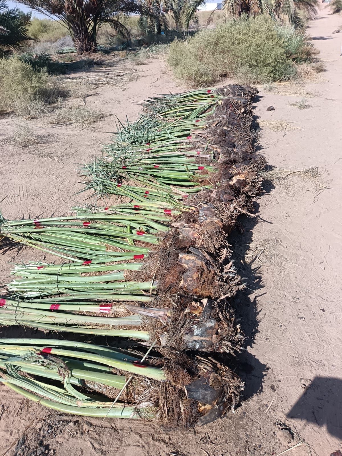 ابو اصيل لتوريد جميع انواع انخيل