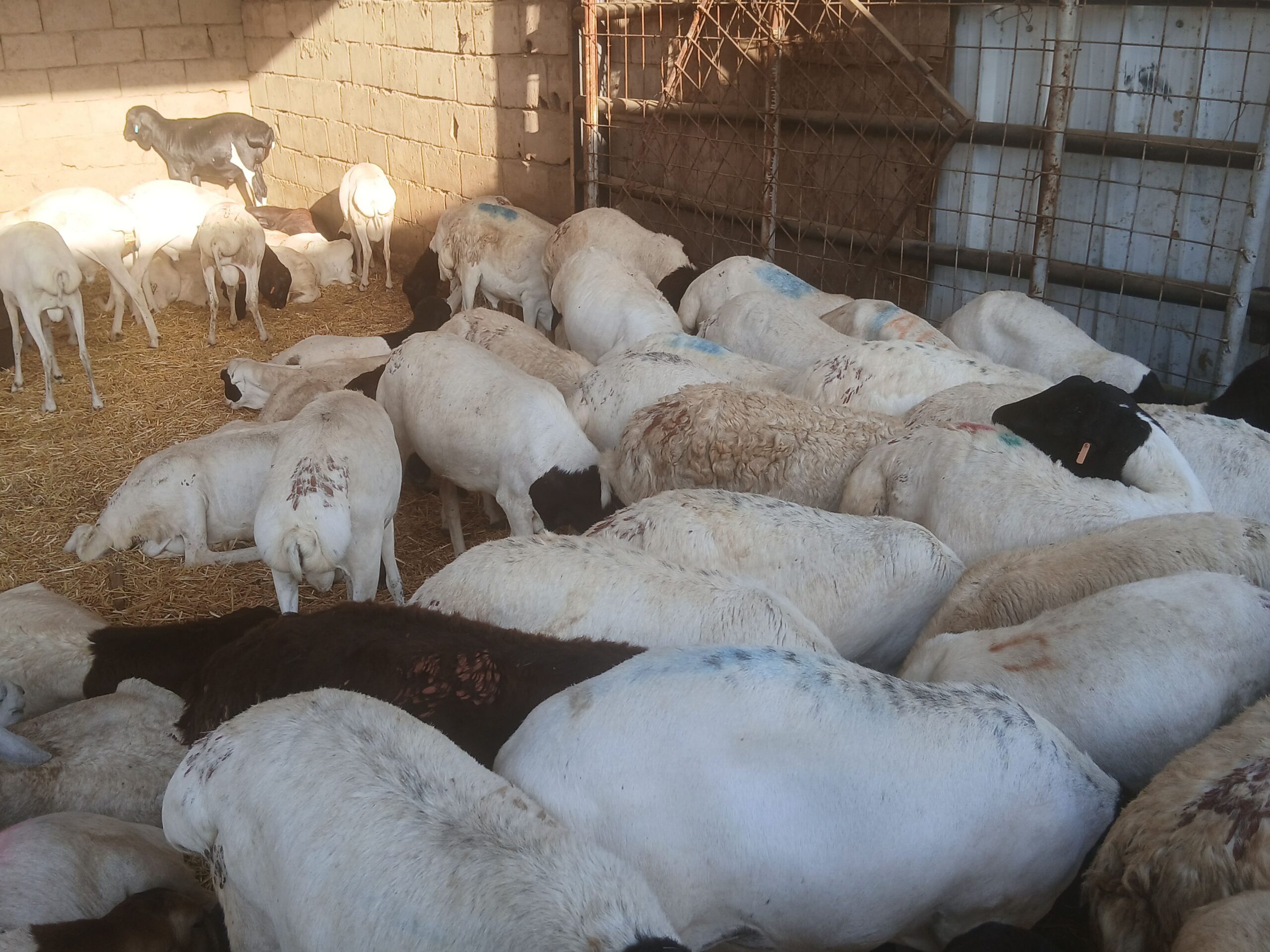 تبوك الصناعيه حراج الابل