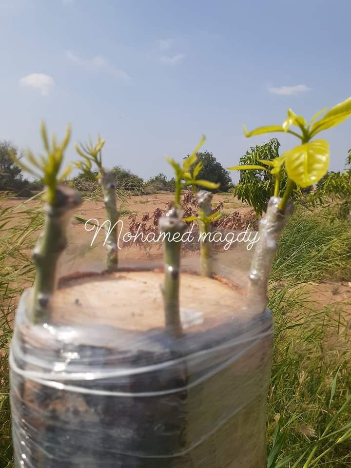 تطعيم وتلقليح أشجار المانجو