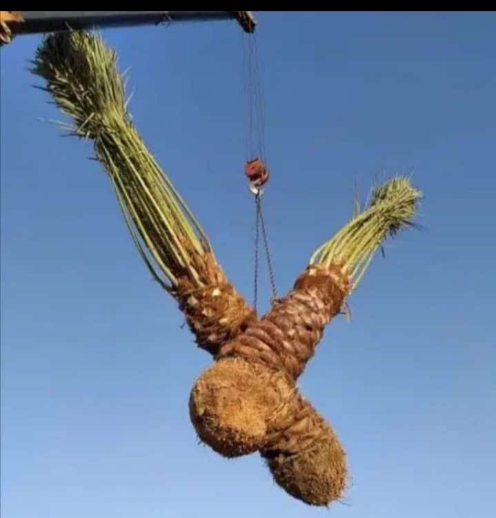 ابو اصيل لتوريد جميع انواع انخيل