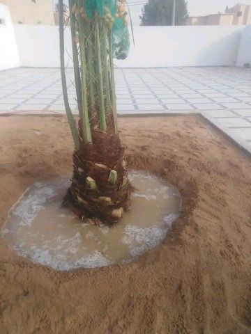 نخيل للبيع موصل0535254313