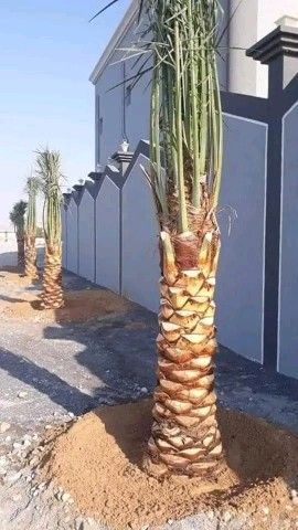 بيع وتوصيل انخل الاجميع المحافضات0535254313