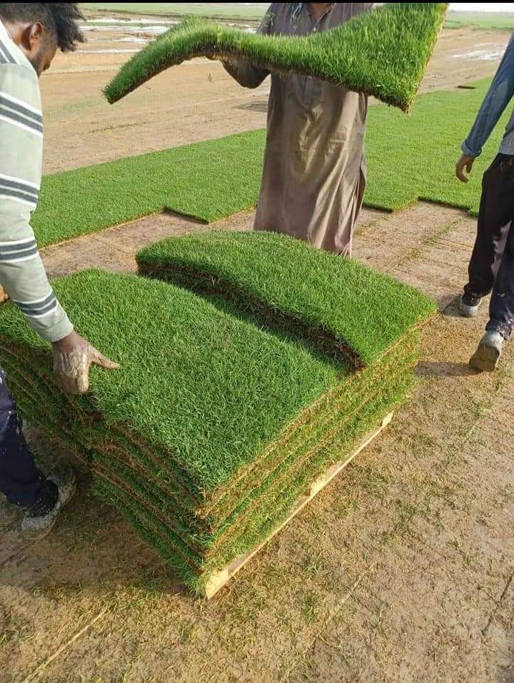 تكريب وتلقيح النخيل جده ومكه