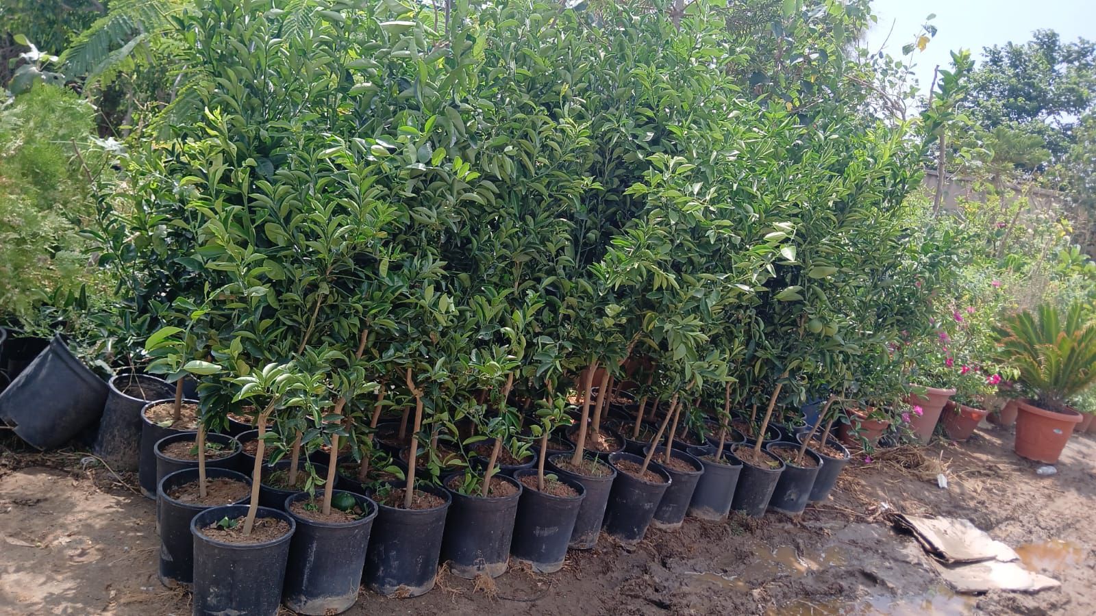 تكريب وتلقيح النخيل جده ومكه