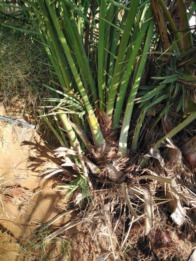 ابو تركي لتوريد جميع انواع النخيل