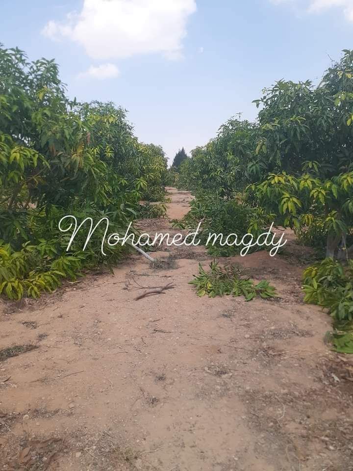 تقليم وتطعيم اشجار المانجو