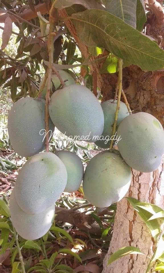 تقليم وتطعيم اشجار الفواكه