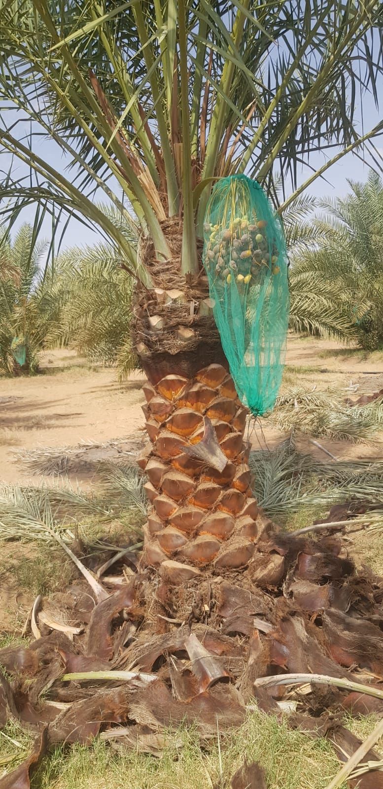 الرياض المزاحميه ديراب الجله