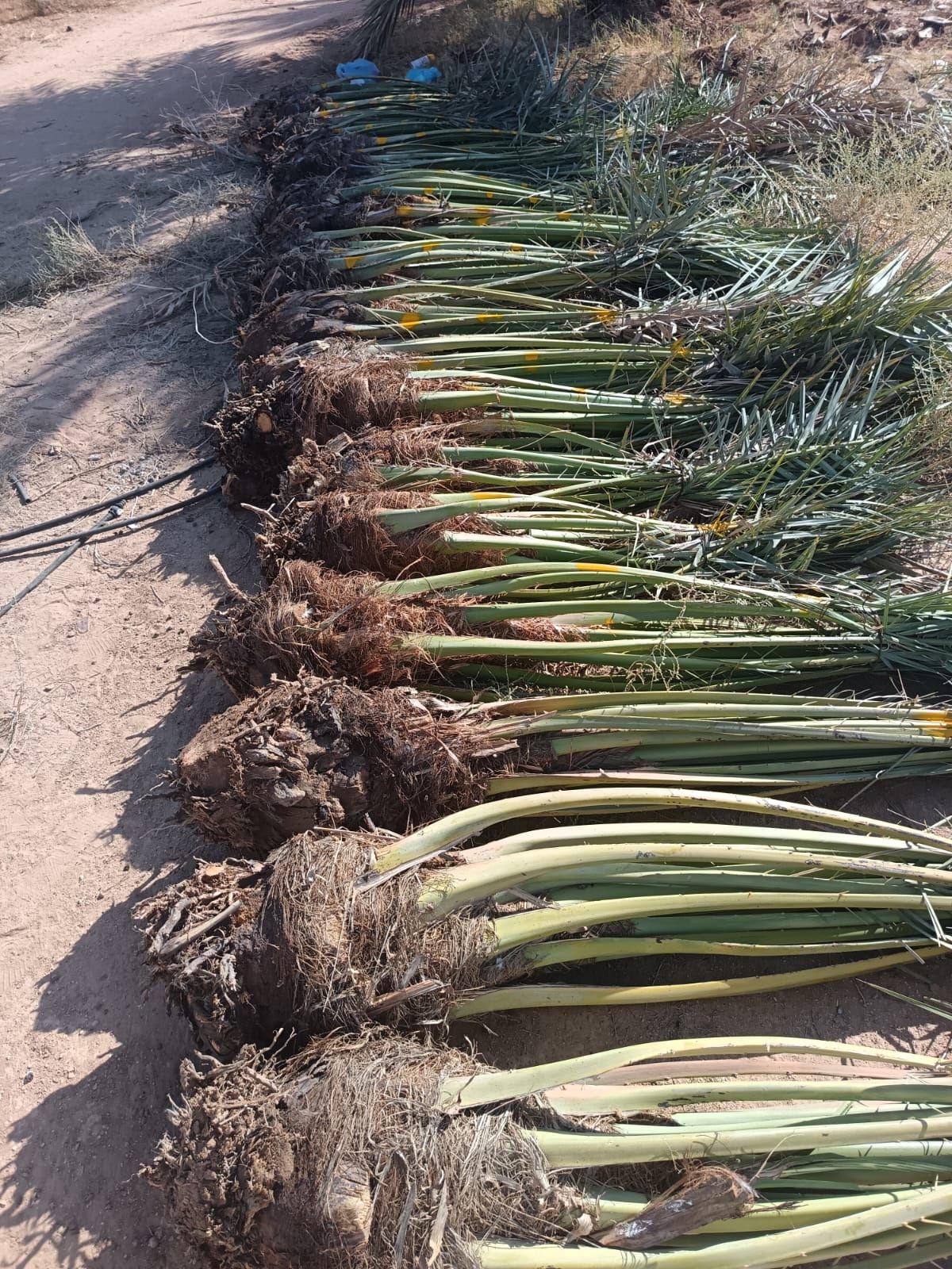 ابو اصيل لتوريد جميع انواع انخيل