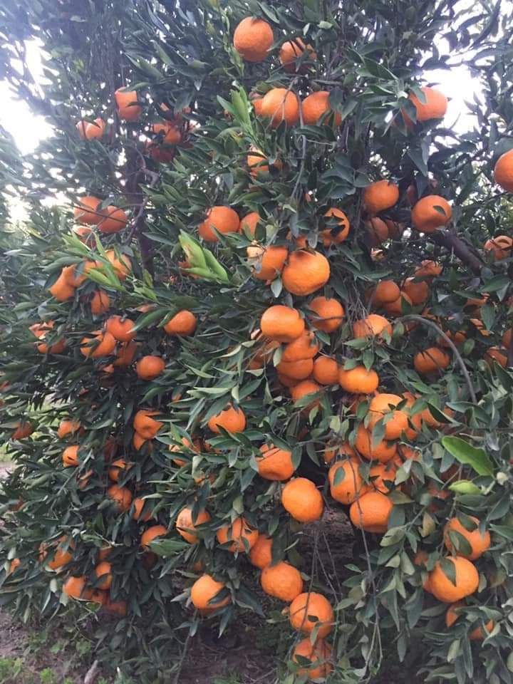 تقليم وتطعيم اشجار الفواكه