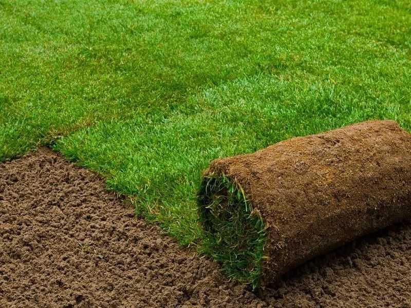 تكريب وتلقيح النخيل جده ومكه