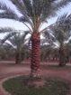 الرياض المزاحميه ديراب الجله