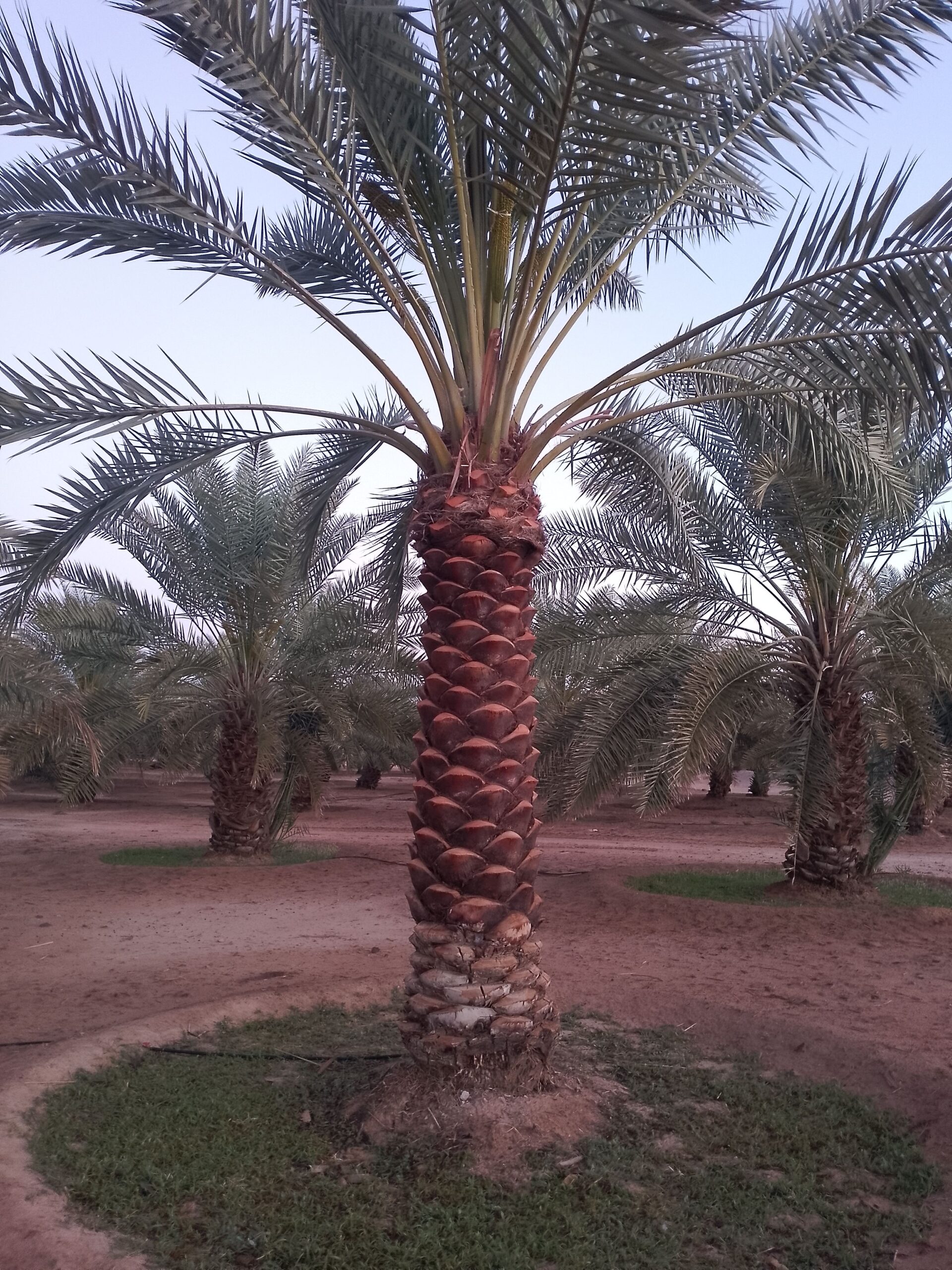 الرياض المزاحميه ديراب الجله