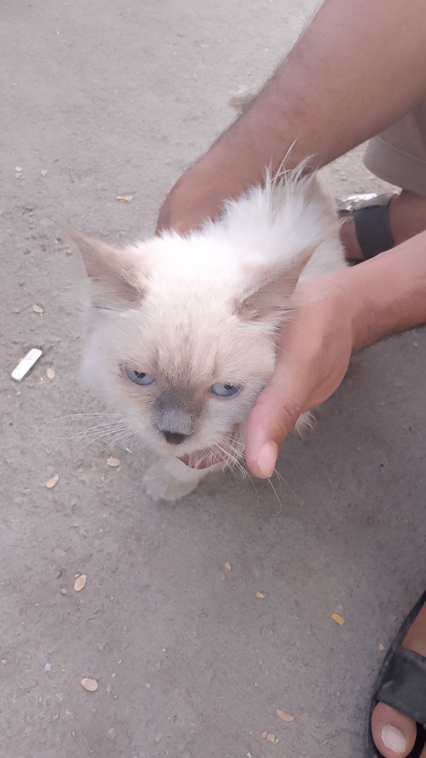 قطو مفقود الي يبغاه يجيني