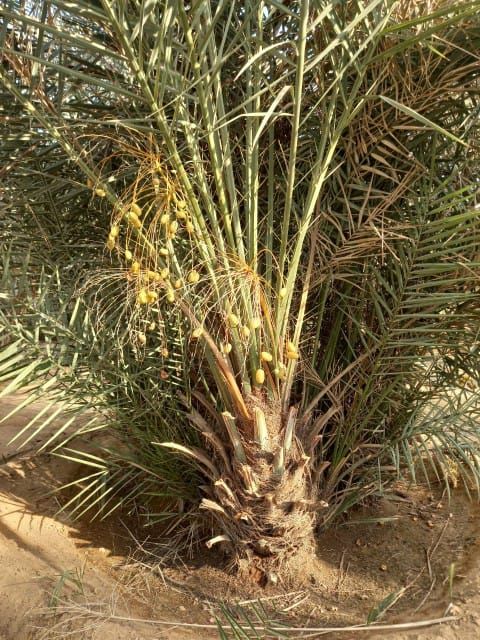 ابو تركي لتوريد جميع انواع النخيل