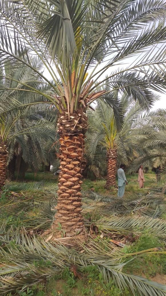 الرياض المزاحميه ديراب الجله