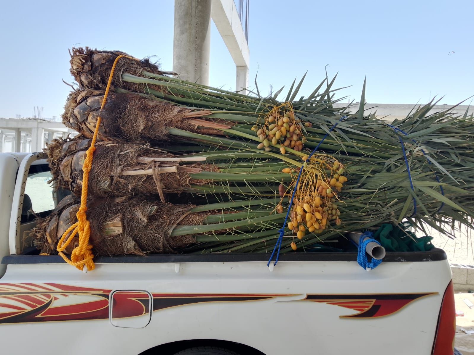 نخل اللبيع جميع انواعة ومقاساتة المختلفة نوصل جميع