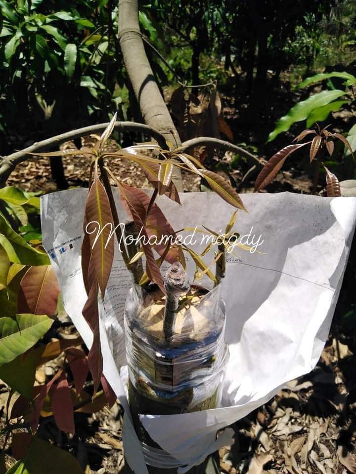 تطعيم وتلقليح أشجار المانجو