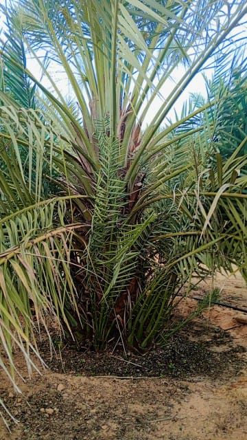 ابو تركي لتوريد جميع انواع النخيل