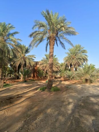 عامل تقطيع الحطب وتشليح الأشجار والنخل