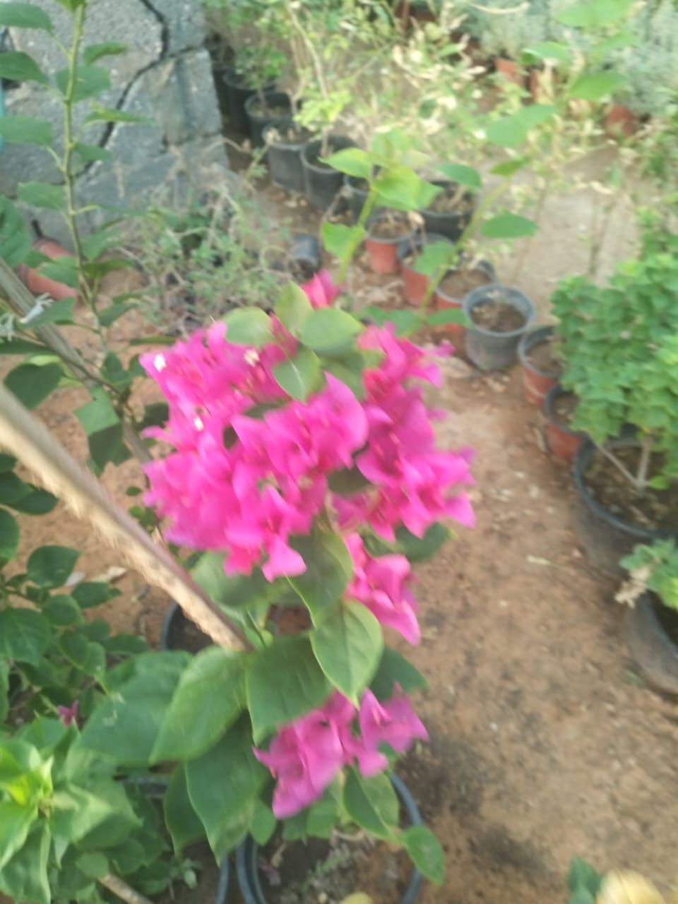 تنسيق الحدايق بالزهور والمناظر الجميله