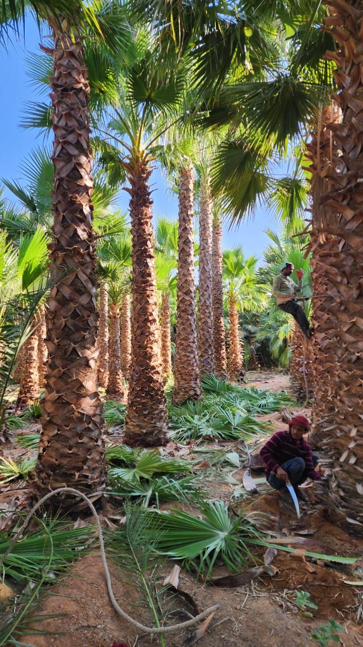 زراعه نخيل العربي والواشنطني وتركيب سياج الشبك ‏‪0