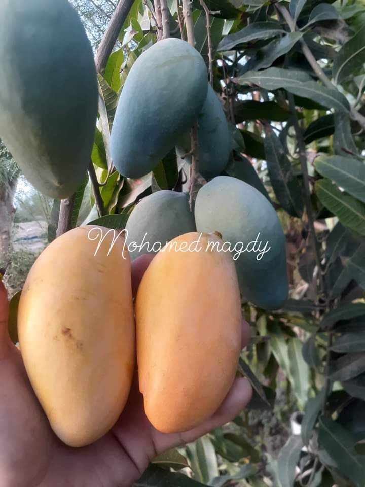 تقليم وتطعيم اشجار المانجو