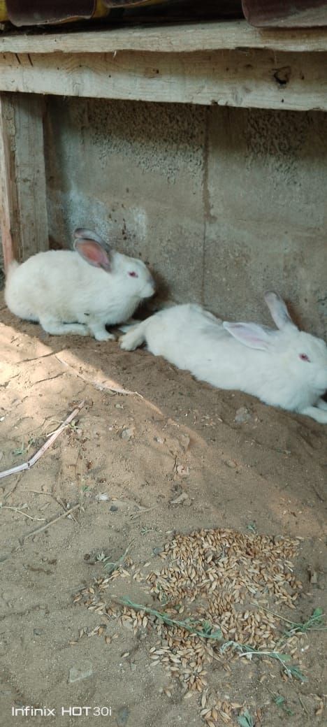 ارانب فرنسي