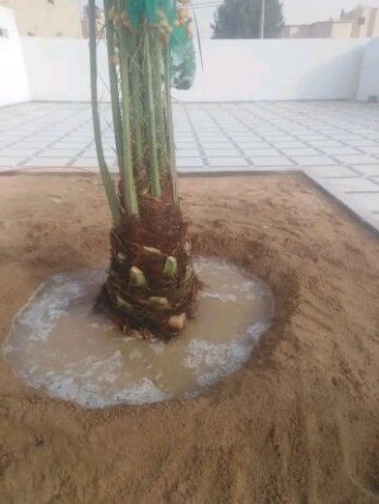ابو اصيل لتوريد جميع انواع انخيل