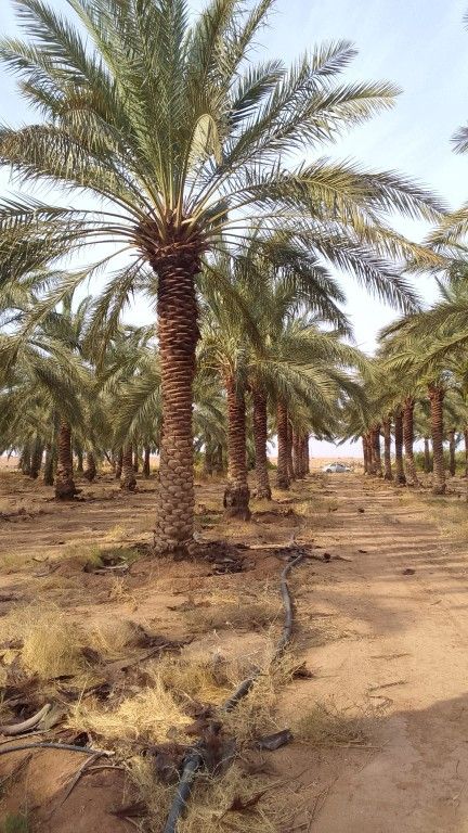 نخل اللبيع جميع انواعة ومقاساتة المختلفة نوصل جميع