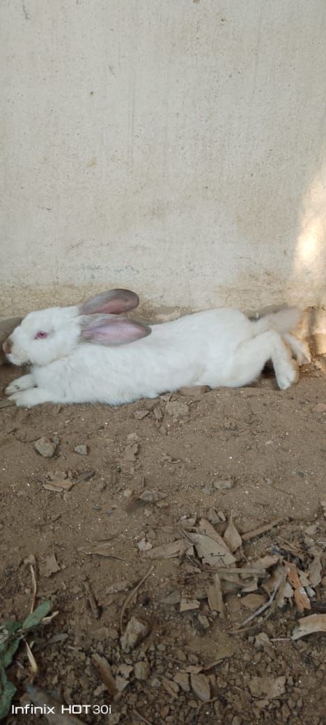 ارانب فرنسي